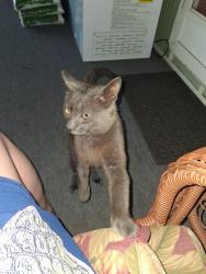 Found/Stray Male Cat last seen 12 mile and l, Battle Creek, MI 49014