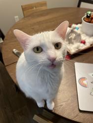 Lost Female Cat last seen Laurel Blossom Circle in Forest Trails subdivision off Clarcona-Ocoee near apopka-Vineland, Ocoee, FL 34761
