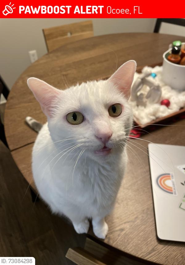 Lost Female Cat last seen Laurel Blossom Circle in Forest Trails subdivision off Clarcona-Ocoee near apopka-Vineland, Ocoee, FL 34761