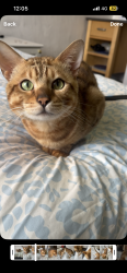 Lost Male Cat last seen High st Dereham , Norfolk, England NR19 1DY
