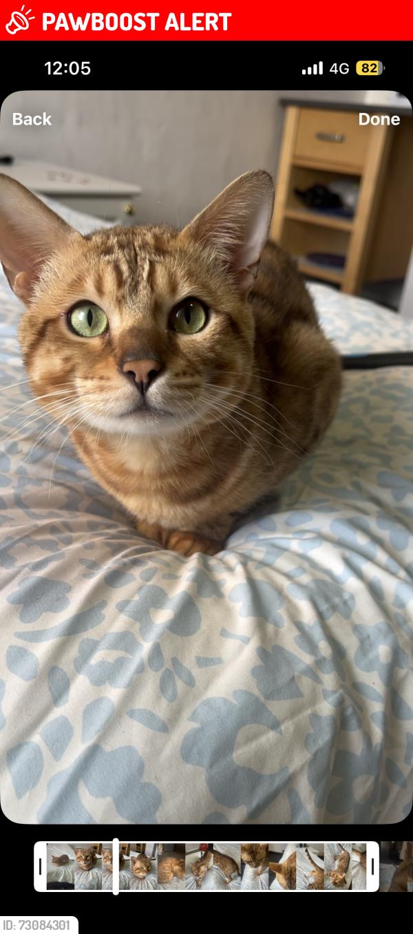 Lost Male Cat last seen High st Dereham , Norfolk, England NR19 1DY