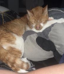 Lost Male Cat last seen Greenwood s, Chili, NY 14624