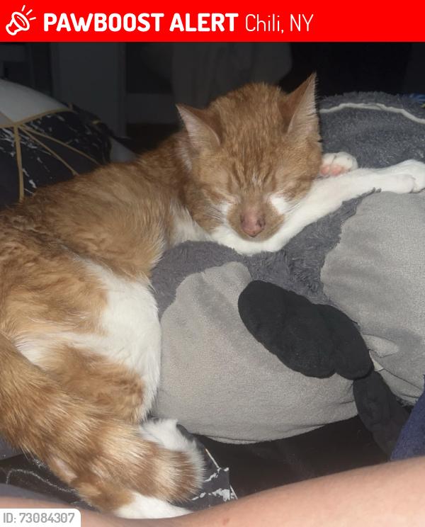 Lost Male Cat last seen Greenwood s, Chili, NY 14624