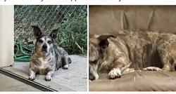 Reunited Female Dog last seen Near and 324, Buford, GA 30519