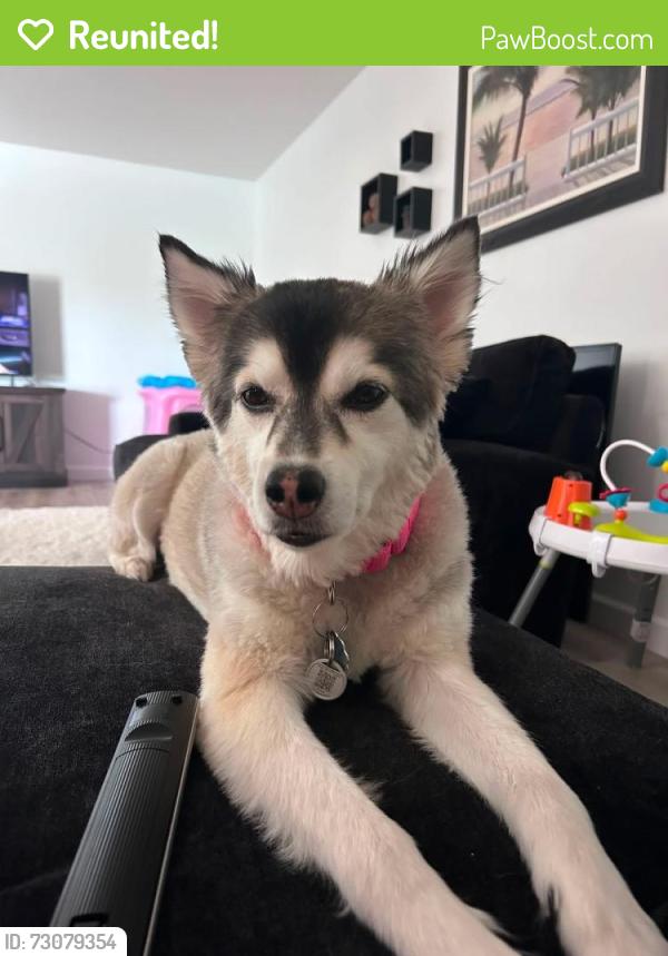 Reunited Female Dog last seen Near Ridge Lake Cir, Vero Beach, FL 32967, USA, Vero Beach, FL 32967