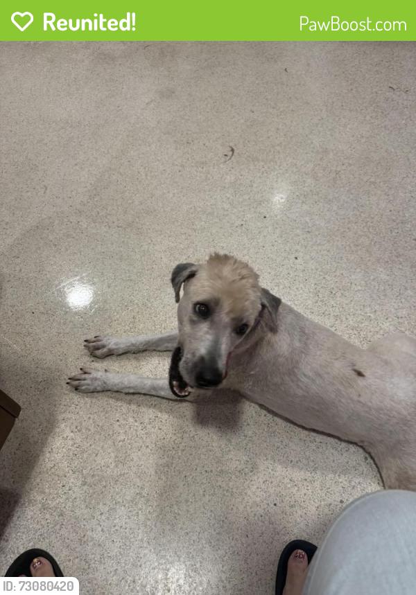 Reunited Female Dog last seen Jackson st and Aurora St, Cocoa, FL 32922