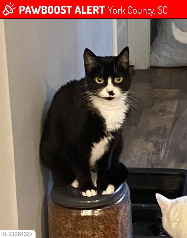 Lost Female Cat last seen Reservation rd, York County, SC 29730