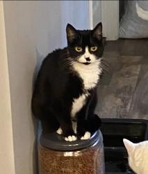 Lost Female Cat last seen Reservation rd, York County, SC 29730