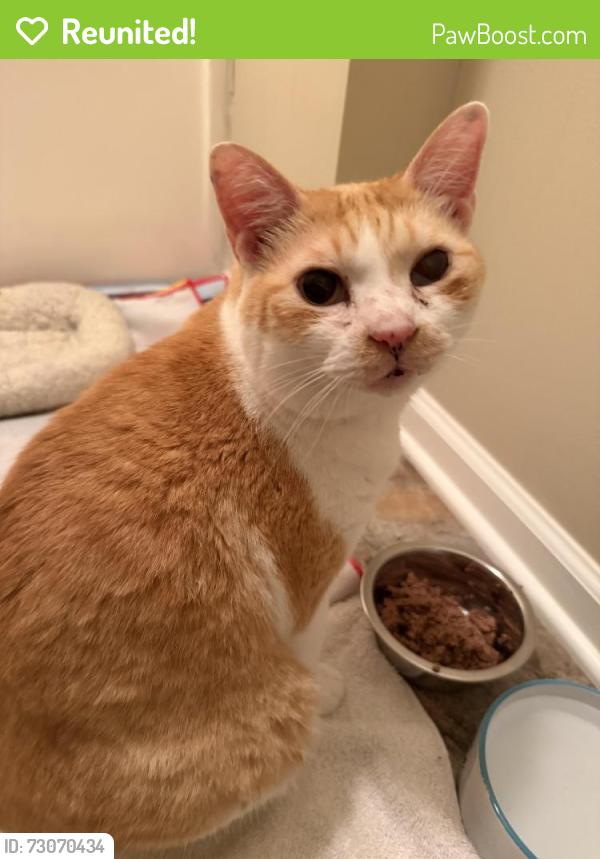 Reunited Female Cat last seen Westerly and Kershaw Loop, Fayetteville, NC 28314