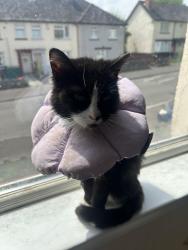 Lost Female Cat last seen Highness road wly, Cardiff, Wales CF5 4HH