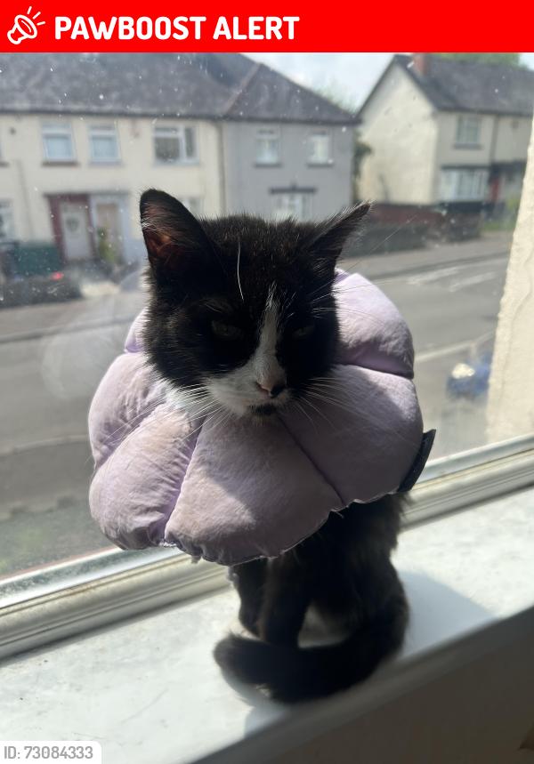 Lost Female Cat last seen Highness road wly, Cardiff, Wales CF5 4HH