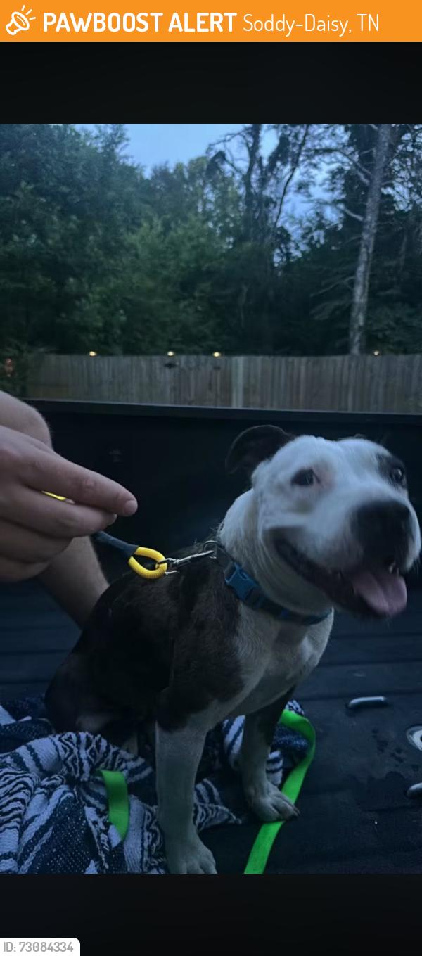 Found/Stray Female Dog last seen Crockett lane, Soddy-Daisy, TN 37379