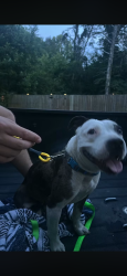 Found/Stray Female Dog last seen Crockett lane, Soddy-Daisy, TN 37379