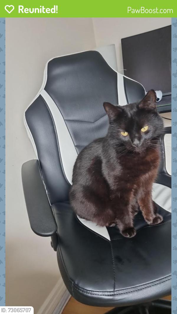 Reunited Female Cat last seen Near burandell manor, Lisburn and Castlereagh, Northern Ireland BT28