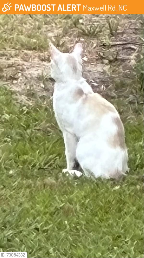 Found/Stray Unknown Cat last seen Bethany/Hwy 24, Maxwell Rd, NC 28318