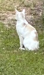 Found/Stray Unknown Cat last seen Bethany/Hwy 24, Maxwell Rd, NC 28318