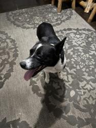 Found/Stray Female Dog last seen Peach St, League City, TX 77573