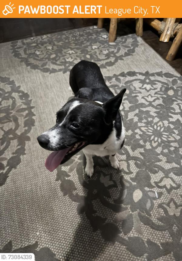 Found/Stray Female Dog last seen Peach St, League City, TX 77573