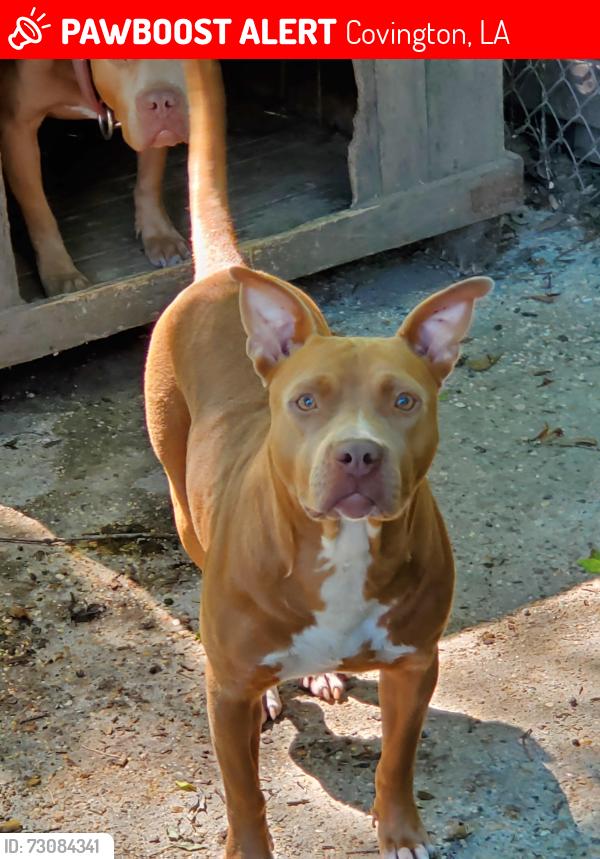 Lost Female Dog last seen Savanah Subdivision, Covington, LA 70435