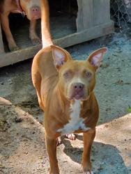 Lost Female Dog last seen Savanah Subdivision, Covington, LA 70435