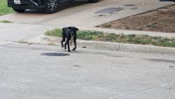 Found/Stray Unknown Dog last seen Bedfordshire Dr and Addington, Fort Worth, TX 76135