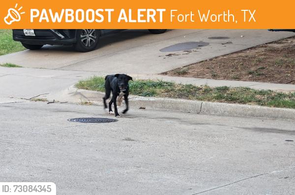 Found/Stray Unknown Dog last seen Bedfordshire Dr and Addington, Fort Worth, TX 76135