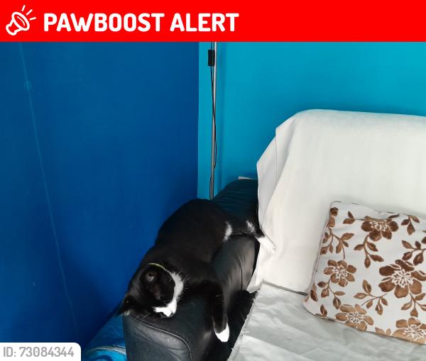 Lost Male Cat last seen Brahmar close.le3 9er, Leicester, England LE3 9ER