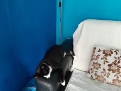 Lost Male Cat last seen Brahmar close.le3 9er, Leicester, England LE3 9ER