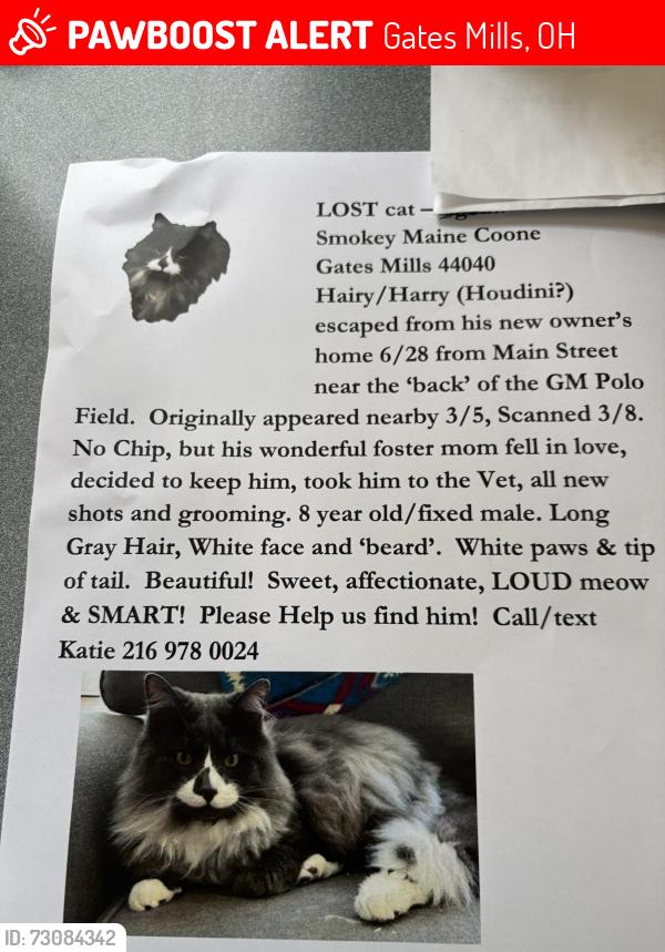 Lost Male Cat last seen Main St, Gates Mills, OH 44040