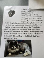 Lost Male Cat last seen Main St, Gates Mills, OH 44040
