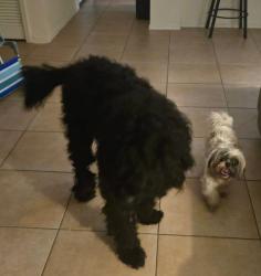 Reunited Male Dog last seen Keene and Union, Dunedin, FL 34698