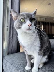 Lost Female Cat last seen Dirt section of Tobacco Street near Columbia line, Lebanon, CT 06249