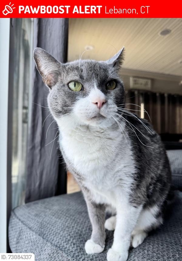 Lost Female Cat last seen Dirt section of Tobacco Street near Columbia line, Lebanon, CT 06249