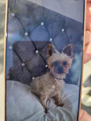 Reunited Female Dog last seen Alum rock, West Midlands, England B8 3EB