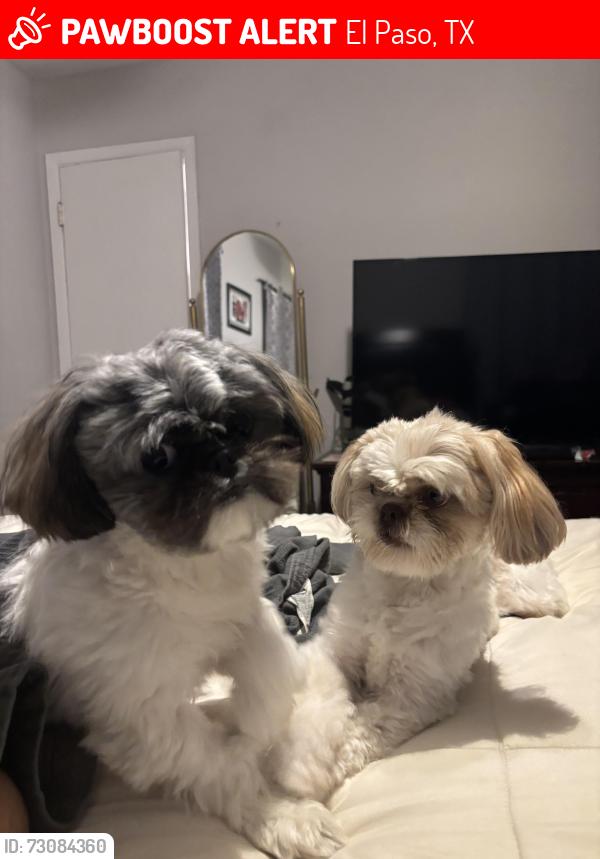 Lost Male Dog last seen Zanzibar and album, El Paso, TX 79925