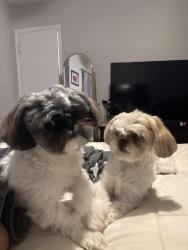 Lost Male Dog last seen Zanzibar and album, El Paso, TX 79925
