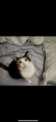 Lost Female Cat last seen Street across the Tim Hortons on Bélanger, Montréal, QC H1T 2J5
