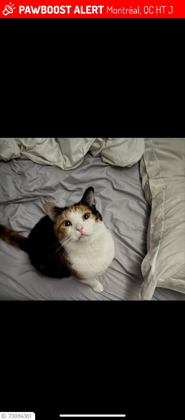 Lost Female Cat last seen Street across the Tim Hortons on Bélanger, Montréal, QC H1T 2J5