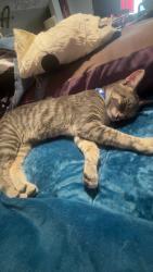 Reunited Male Cat last seen 108-37 164th St, Jamaica, NY 11433, USA, Queens, NY 11433