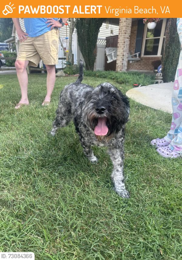Found/Stray Male Dog last seen Finsbury Lane and Amersham, Virginia Beach, VA 23454