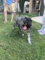 Found/Stray Male Dog last seen Finsbury Lane and Amersham, Virginia Beach, VA 23454