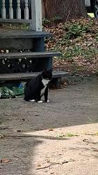Found/Stray Unknown Cat last seen Dreher ave. And Rt. 80 east entrance., Stroudsburg, PA 18360