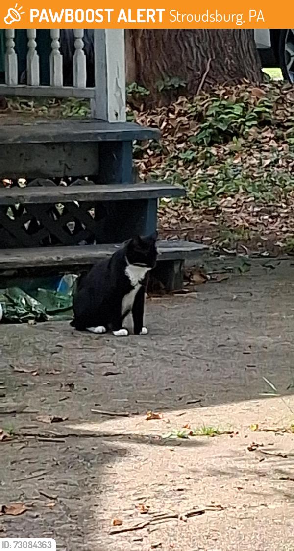 Found/Stray Unknown Cat last seen Dreher ave. And Rt. 80 east entrance., Stroudsburg, PA 18360