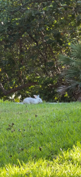 Found/Stray Unknown Rabbit last seen Greynolds Park West, North Miami, FL 33161
