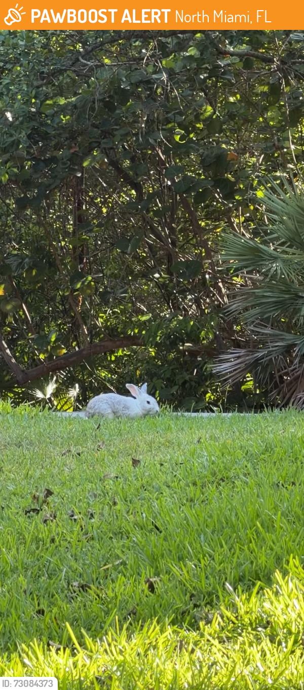 Found/Stray Unknown Rabbit last seen Greynolds Park West, North Miami, FL 33161