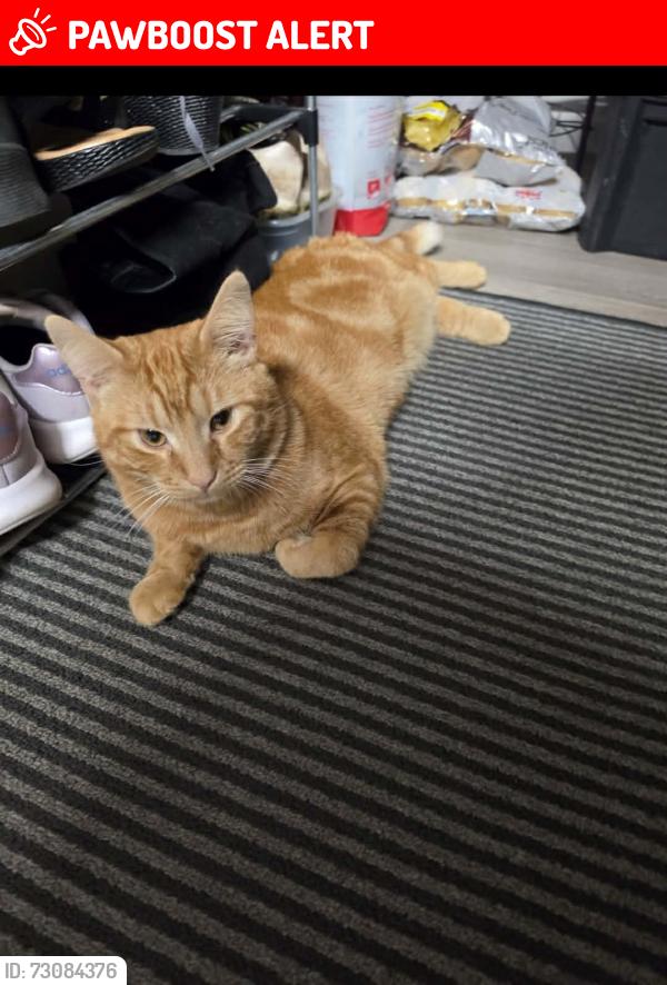 Lost Male Cat last seen Broomfield Vets. Hereford Road. Ledbury, Herefordshire, England HR8