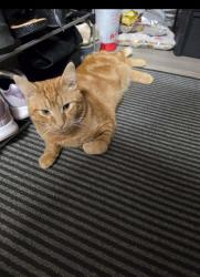 Lost Male Cat last seen Broomfield Vets. Hereford Road. Ledbury, Herefordshire, England HR8