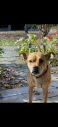 Lost Female Dog last seen Richard Ave & Geneva Rd, Norwalk, CT 06850