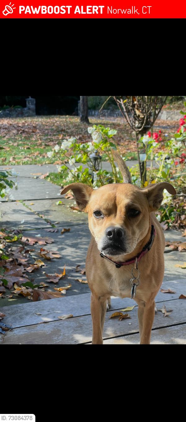 Lost Female Dog last seen Richard Ave & Geneva Rd, Norwalk, CT 06850