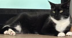 Reunited Female Cat last seen Michigan ave and Rainbows , South Elgin, IL 60177
